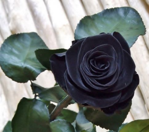 ELİTE GÜNEYDOĞU TURU